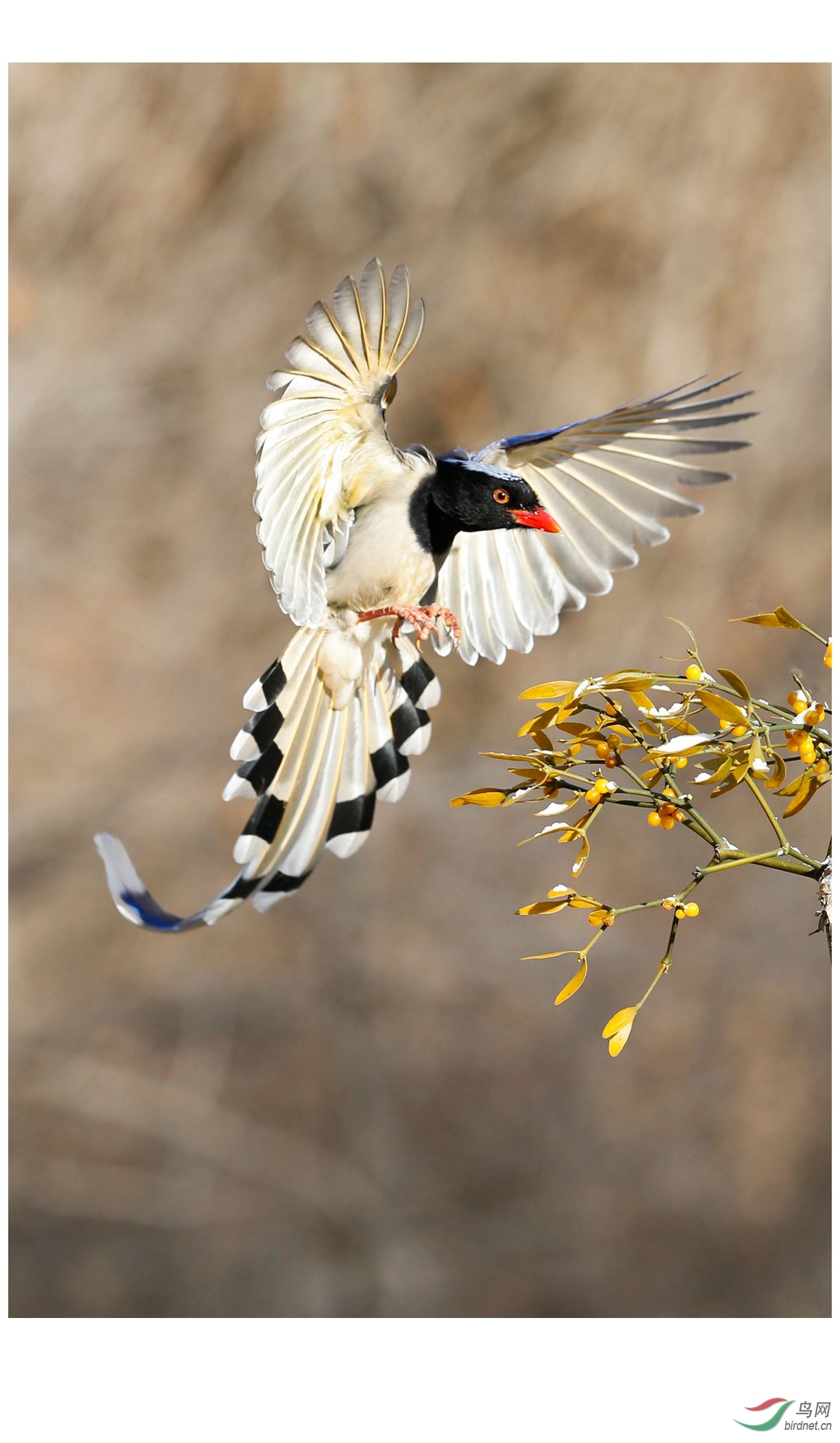 蓝鹊图红嘴蓝鹊