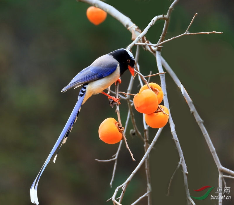 吃柿子的红嘴蓝鹊