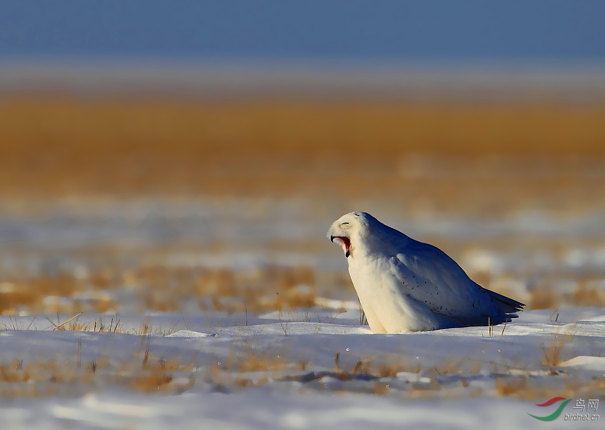 (雪鸮)雪鸮的萌态
