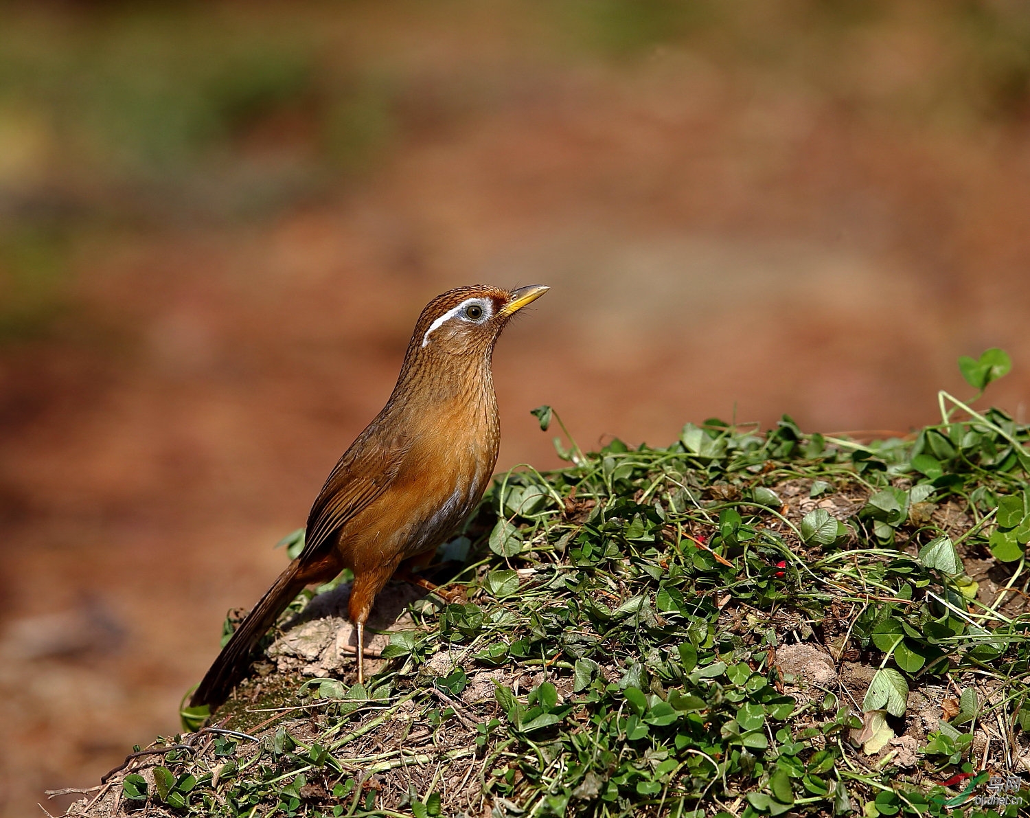 j4w2984广西 画眉鸟02.jpg