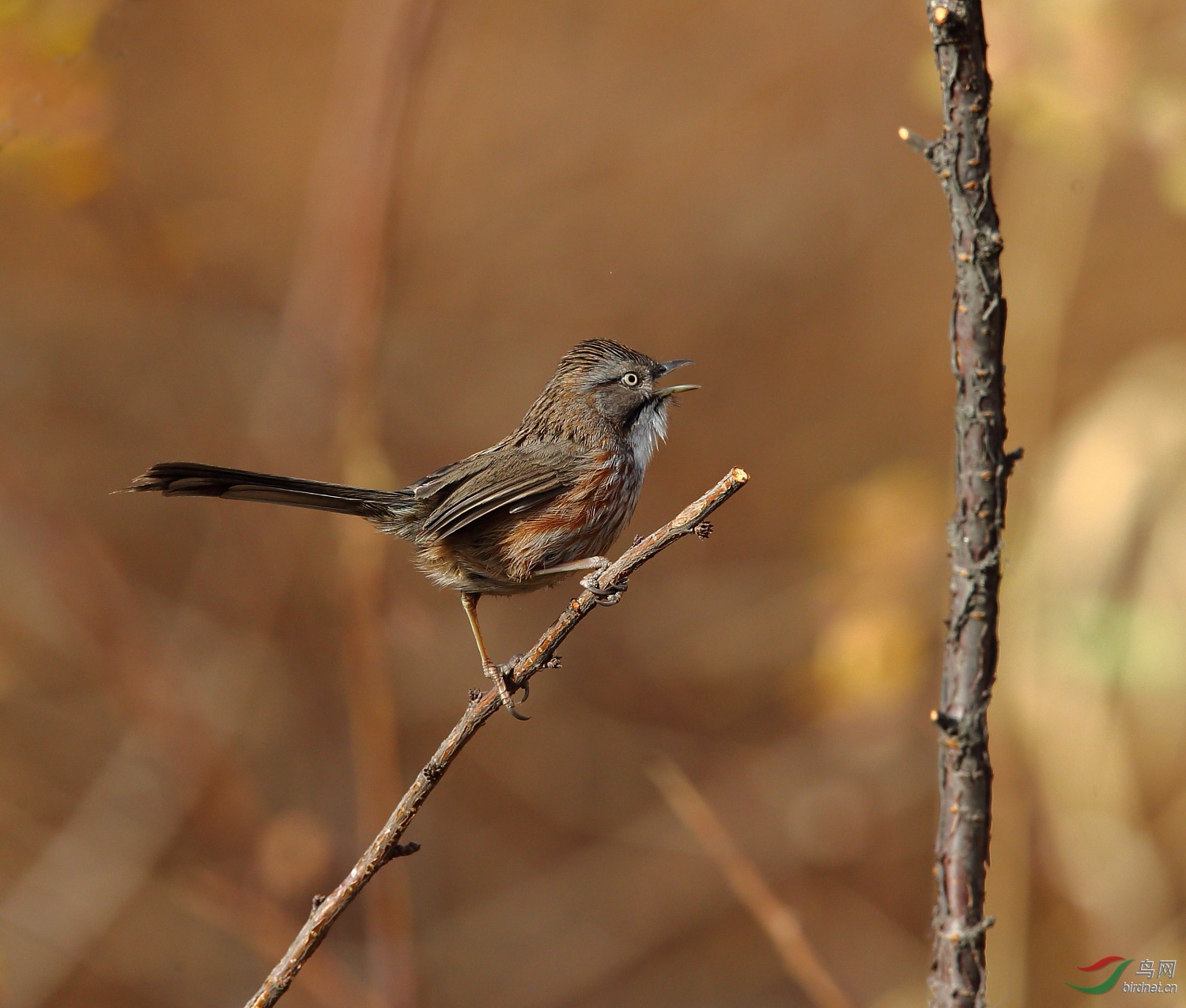 几张长尾巴狼炯炯有神