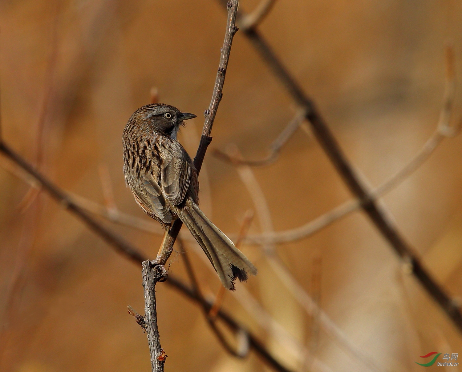 几张长尾巴狼炯炯有神