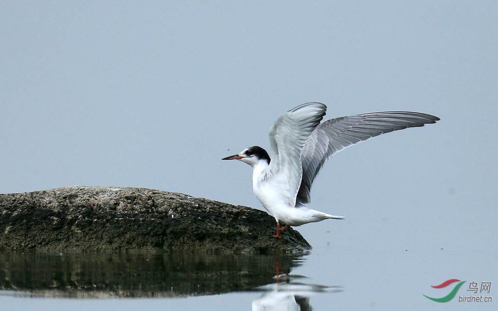 白额燕鸥
