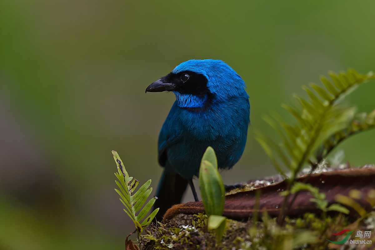 在厄瓜多尔第二天的收获青绿蓝头鹊