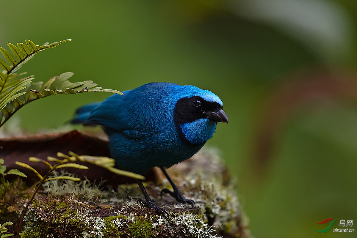 在厄瓜多尔第二天的收获青绿蓝头鹊