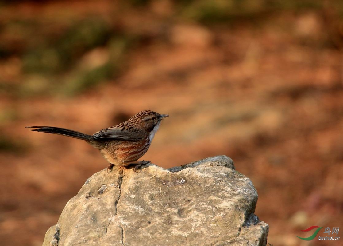 山鹛- 观鸟拍鸟之旅 bird trip reports 鸟网