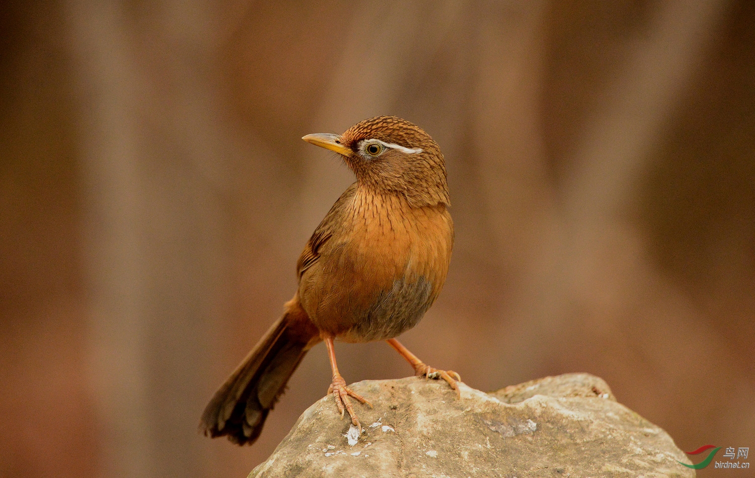 奥森的画眉与山鹛