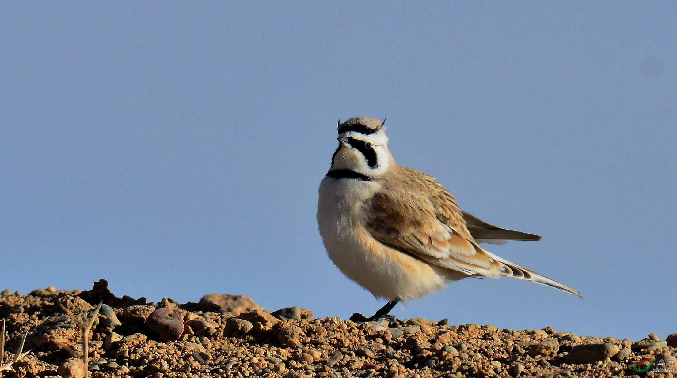 草原上的朱雀~角百灵