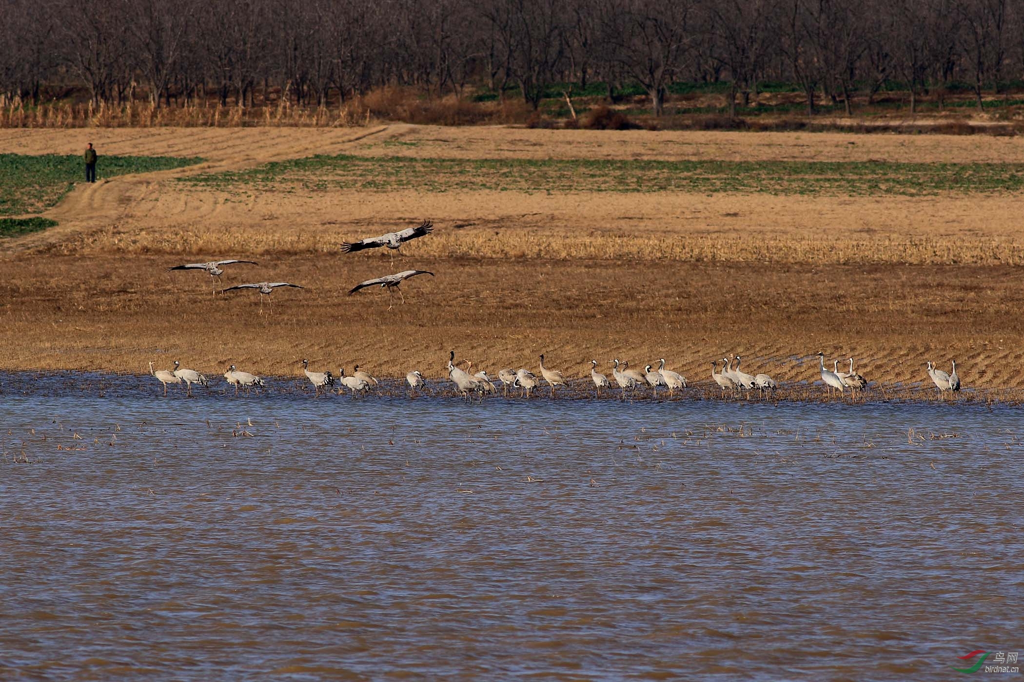 黄河对岸一群鹤