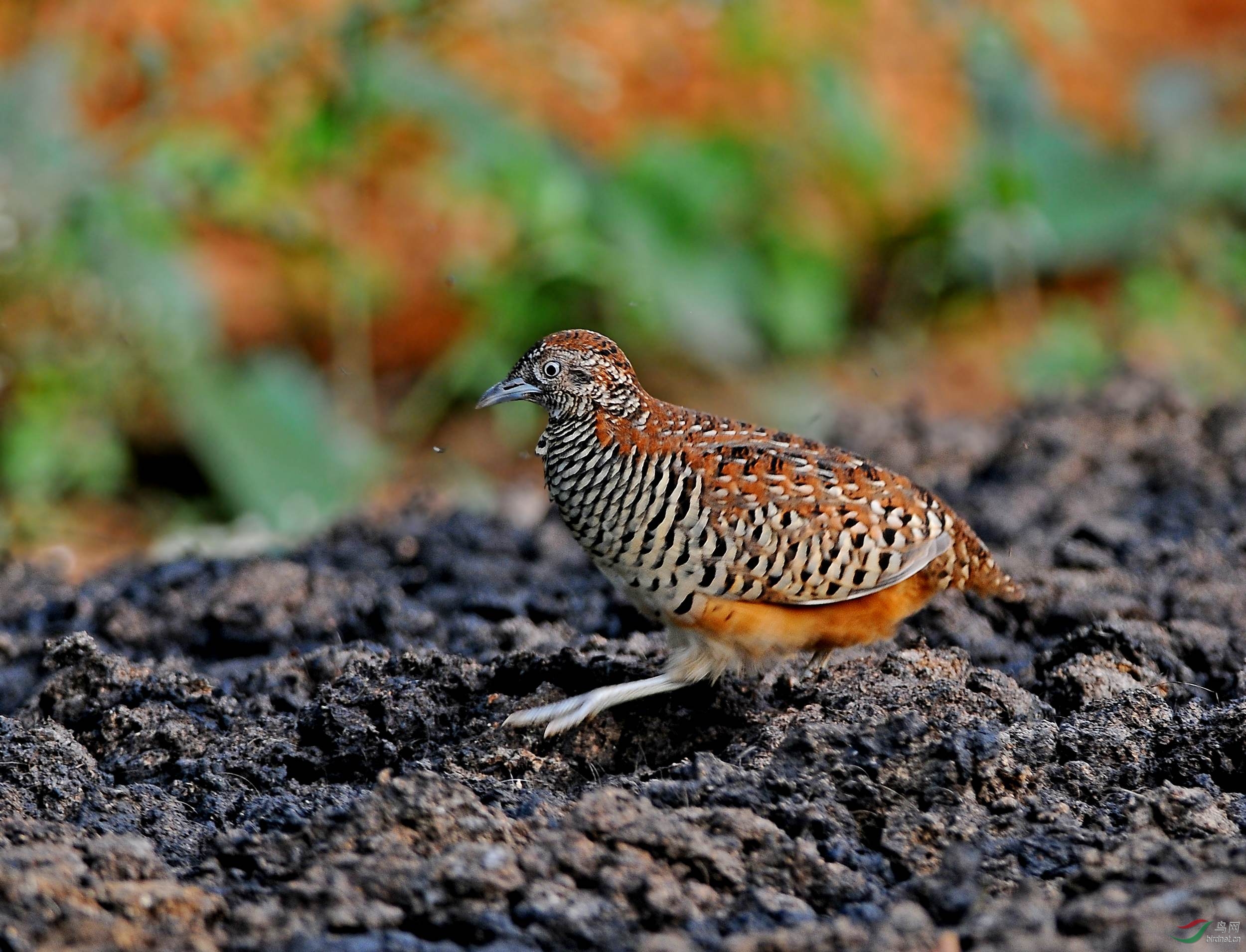亦步亦趋——棕三趾鹑