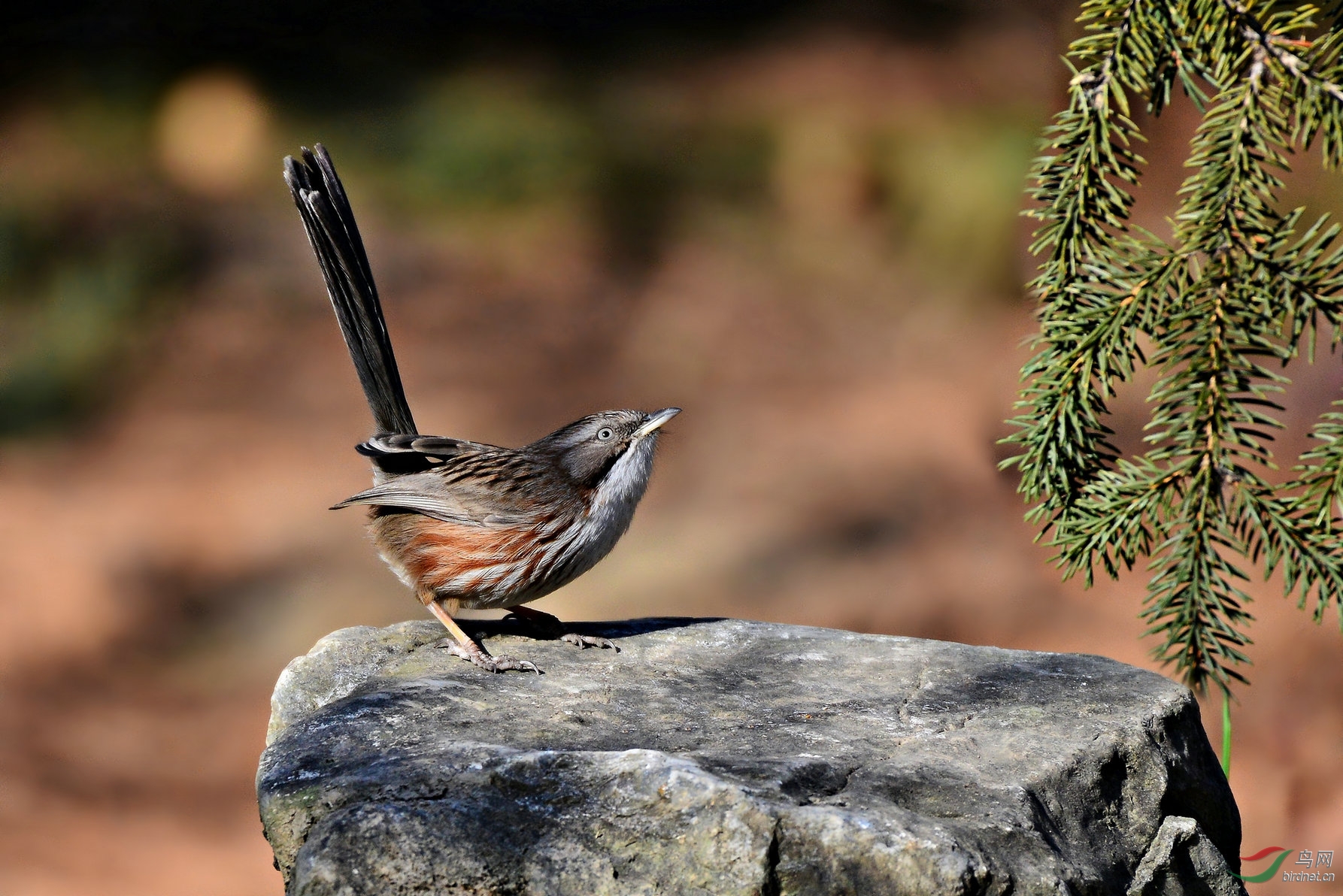 青石板上的灵动山鶥