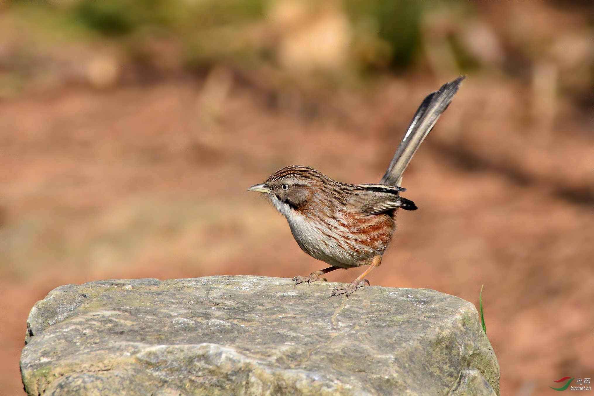 青石板上的灵动山鶥
