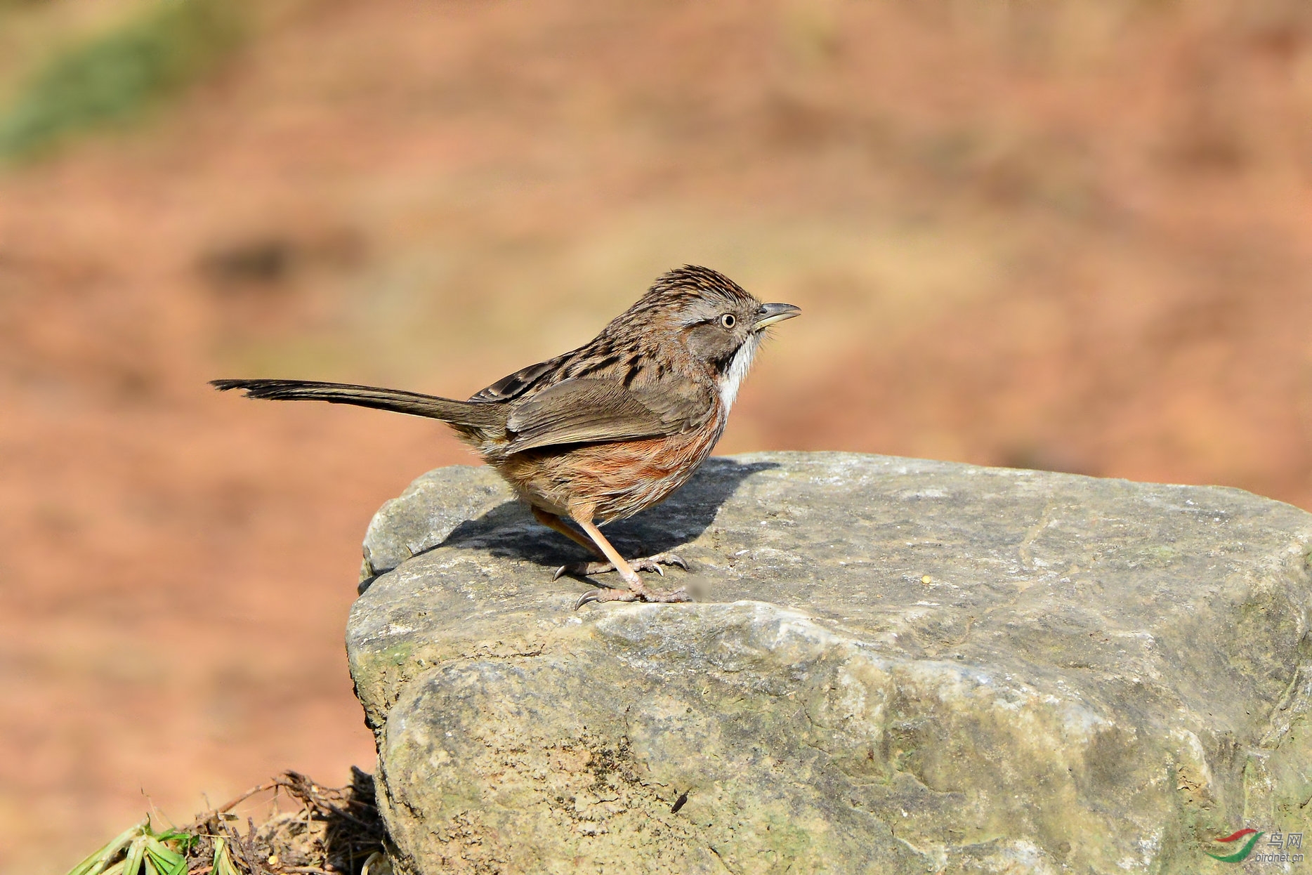 青石板上的灵动山鶥