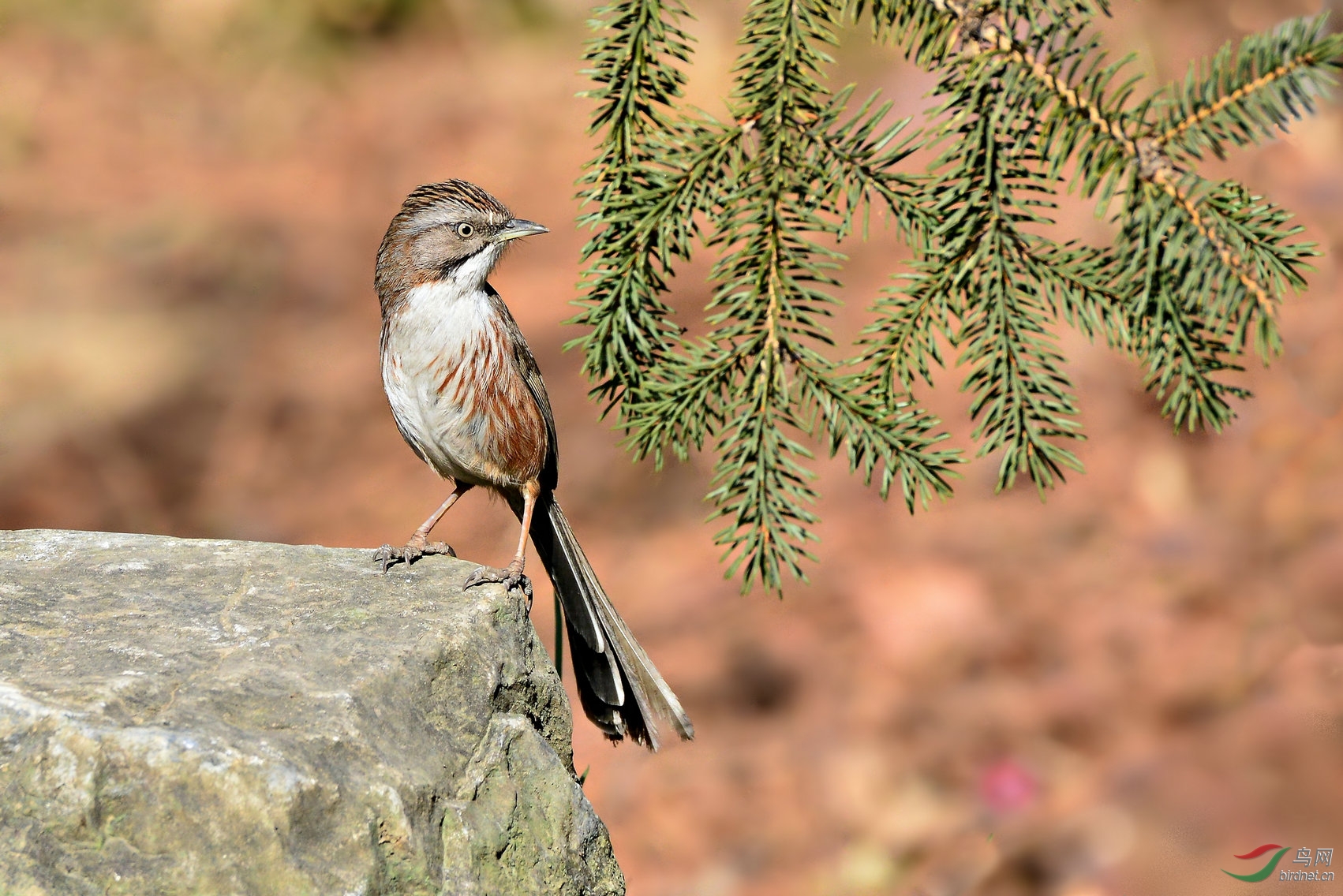青石板上的灵动山鶥