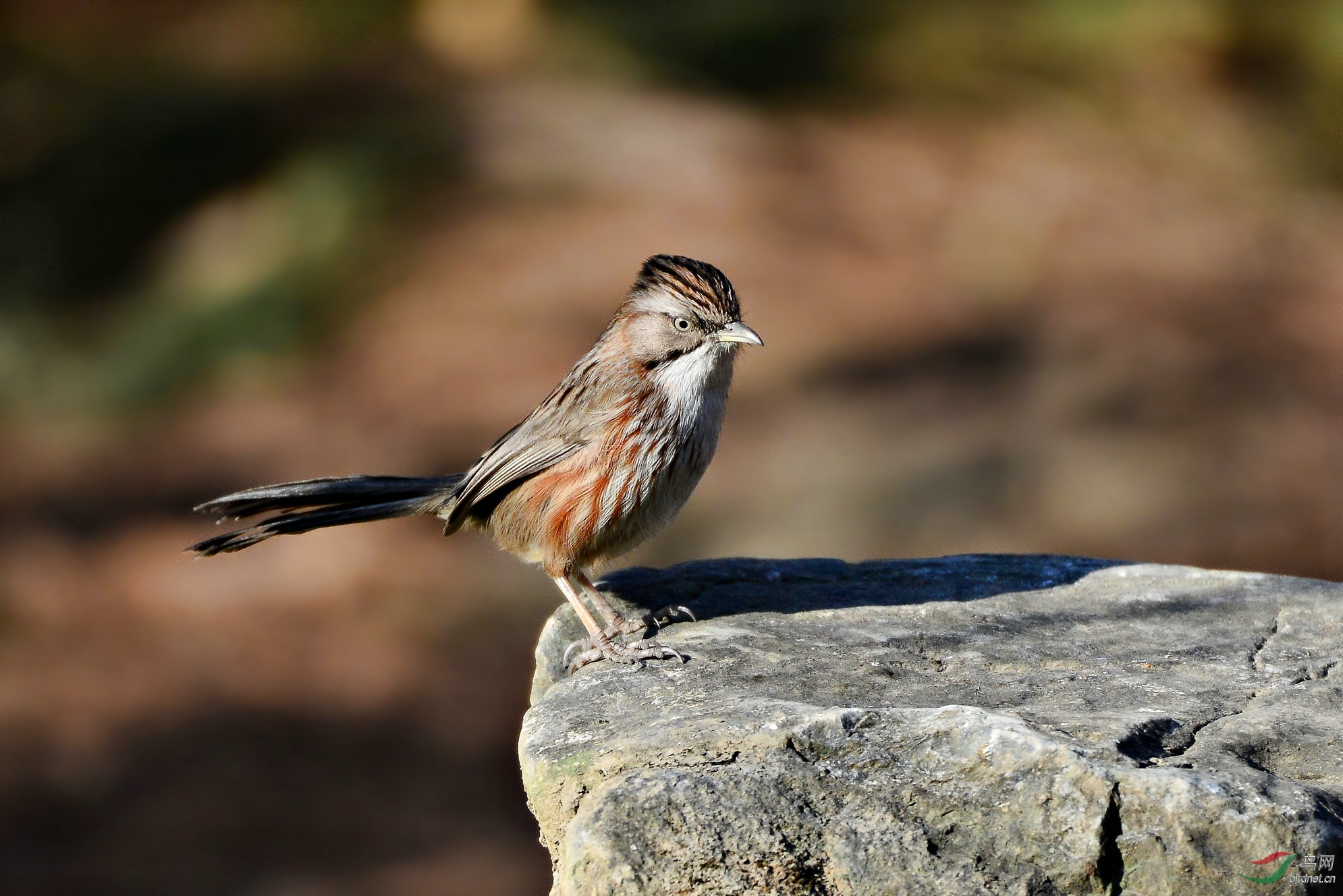 青石板上的灵动山鶥