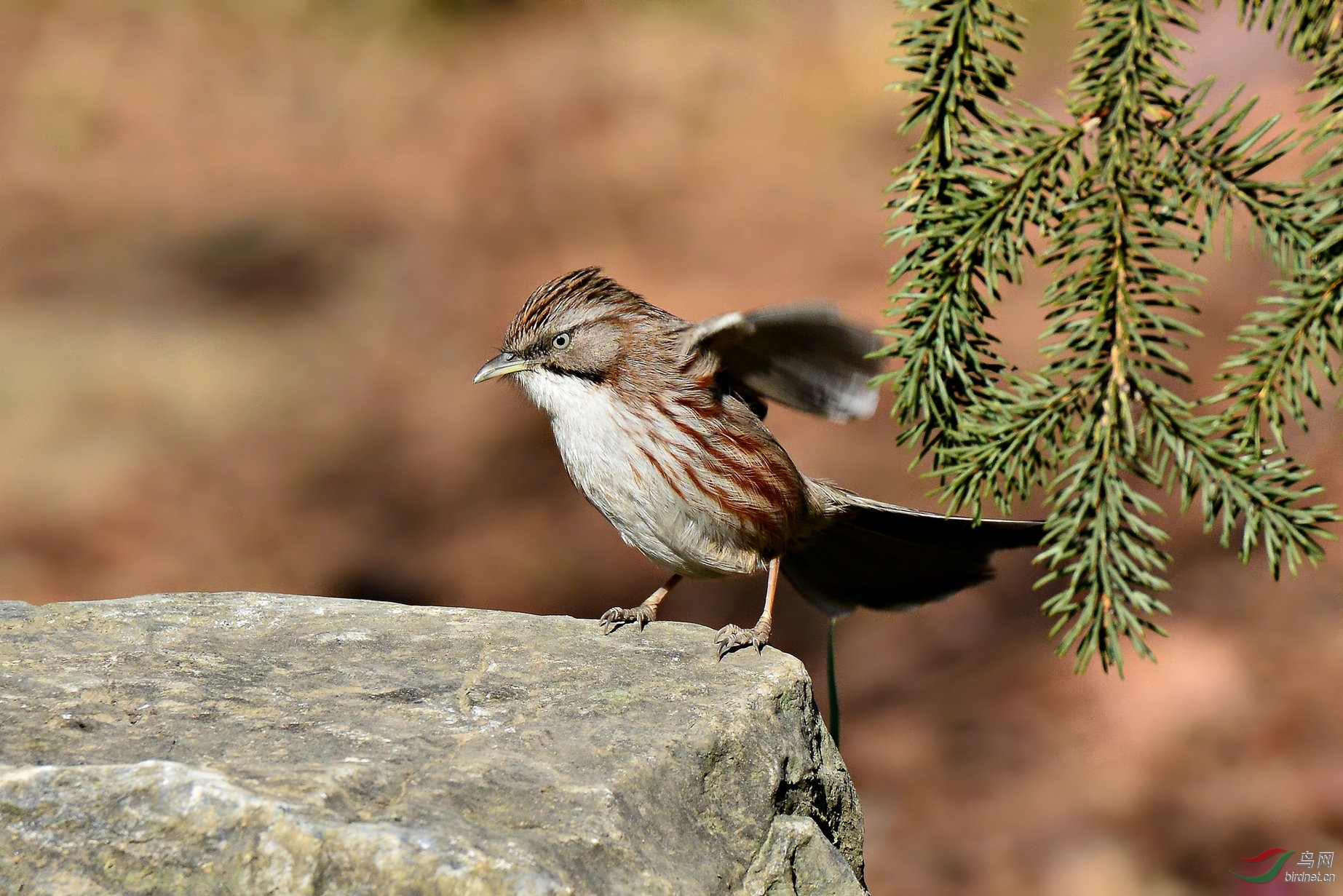 青石板上的灵动山鶥