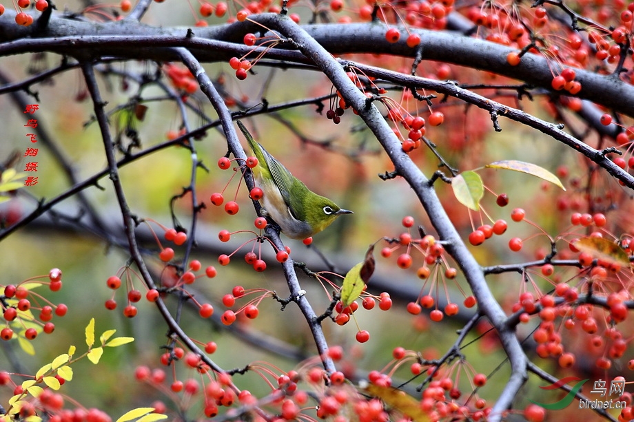 黃腹山雀,黑眉柳鶯,紅繡眼鳥