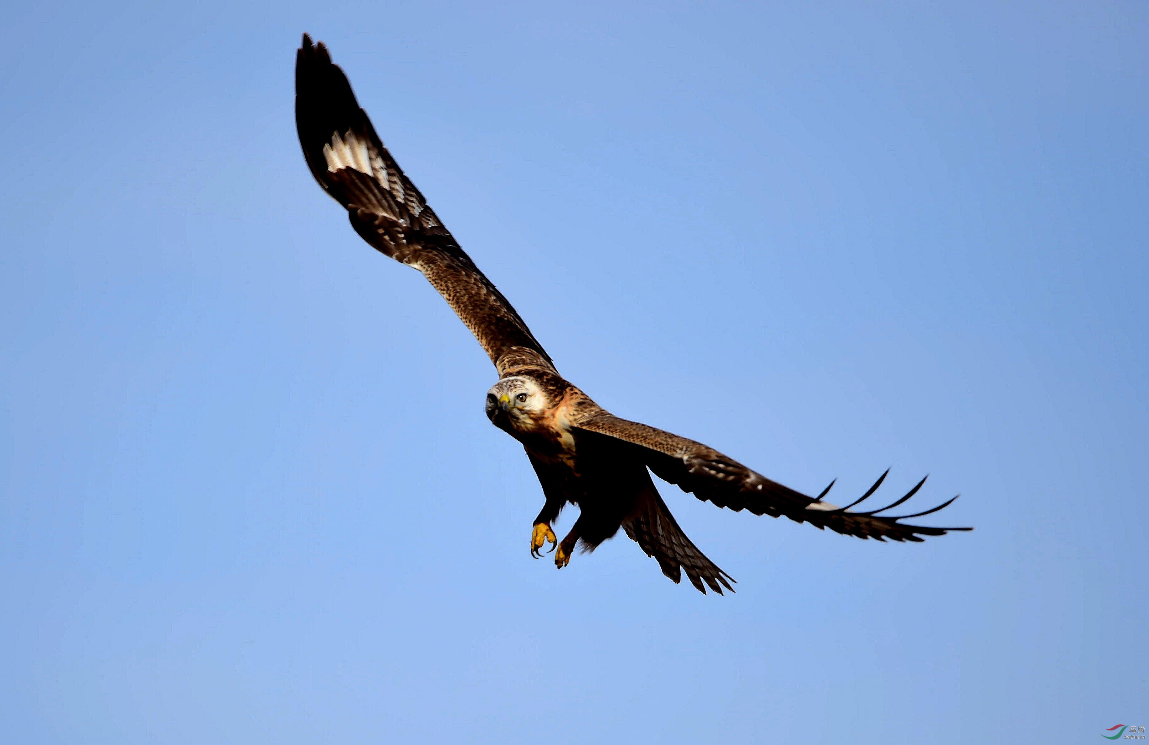 大鵟优美的空中飞姿