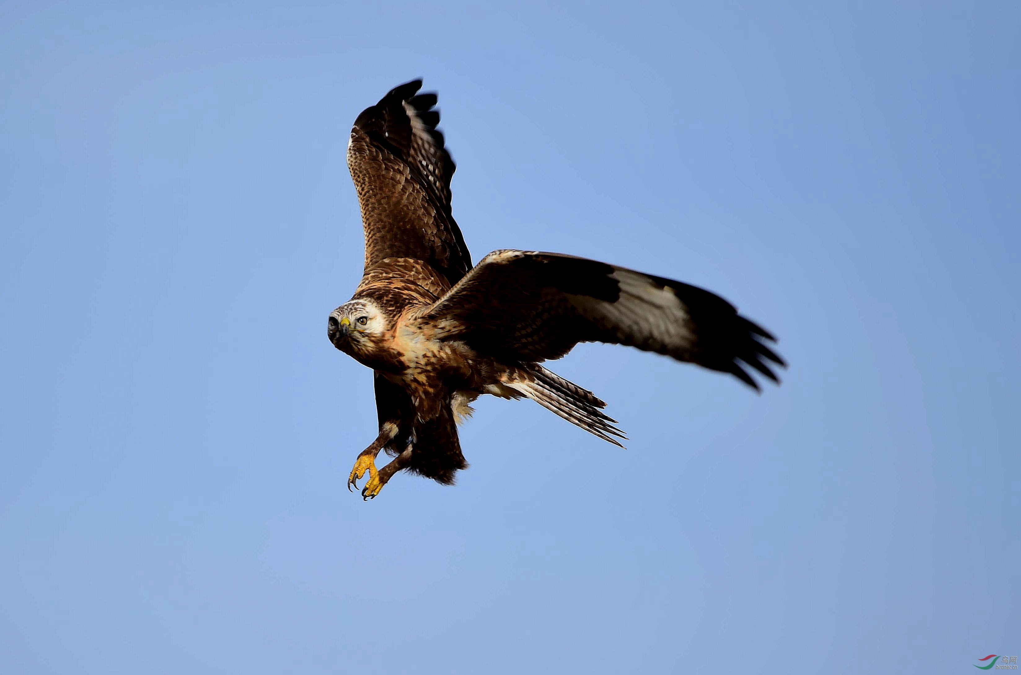 大鵟优美的空中飞姿