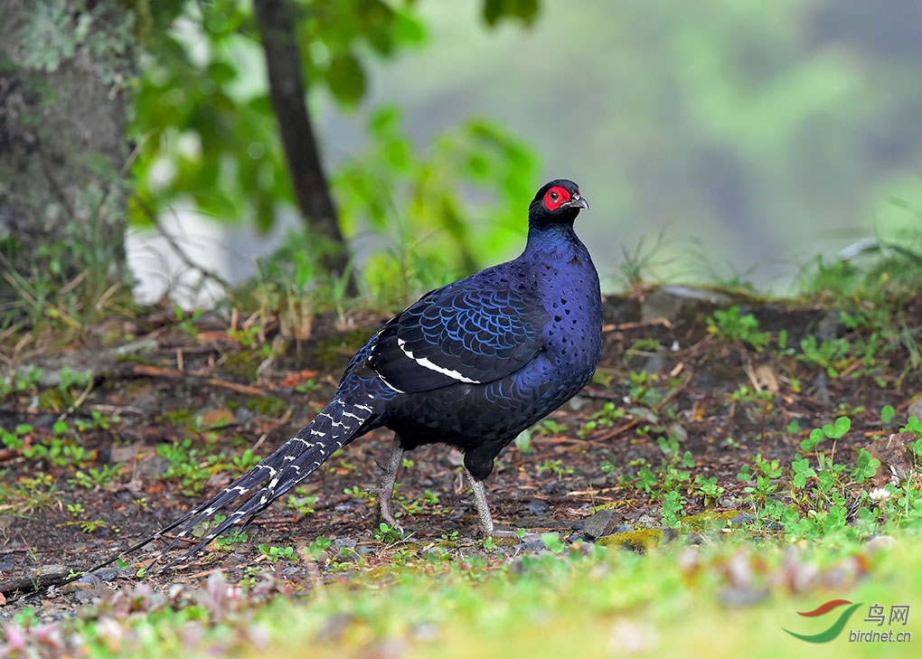 (黑长尾雉)黑长尾雉(3图获鸟网首页精华图片)