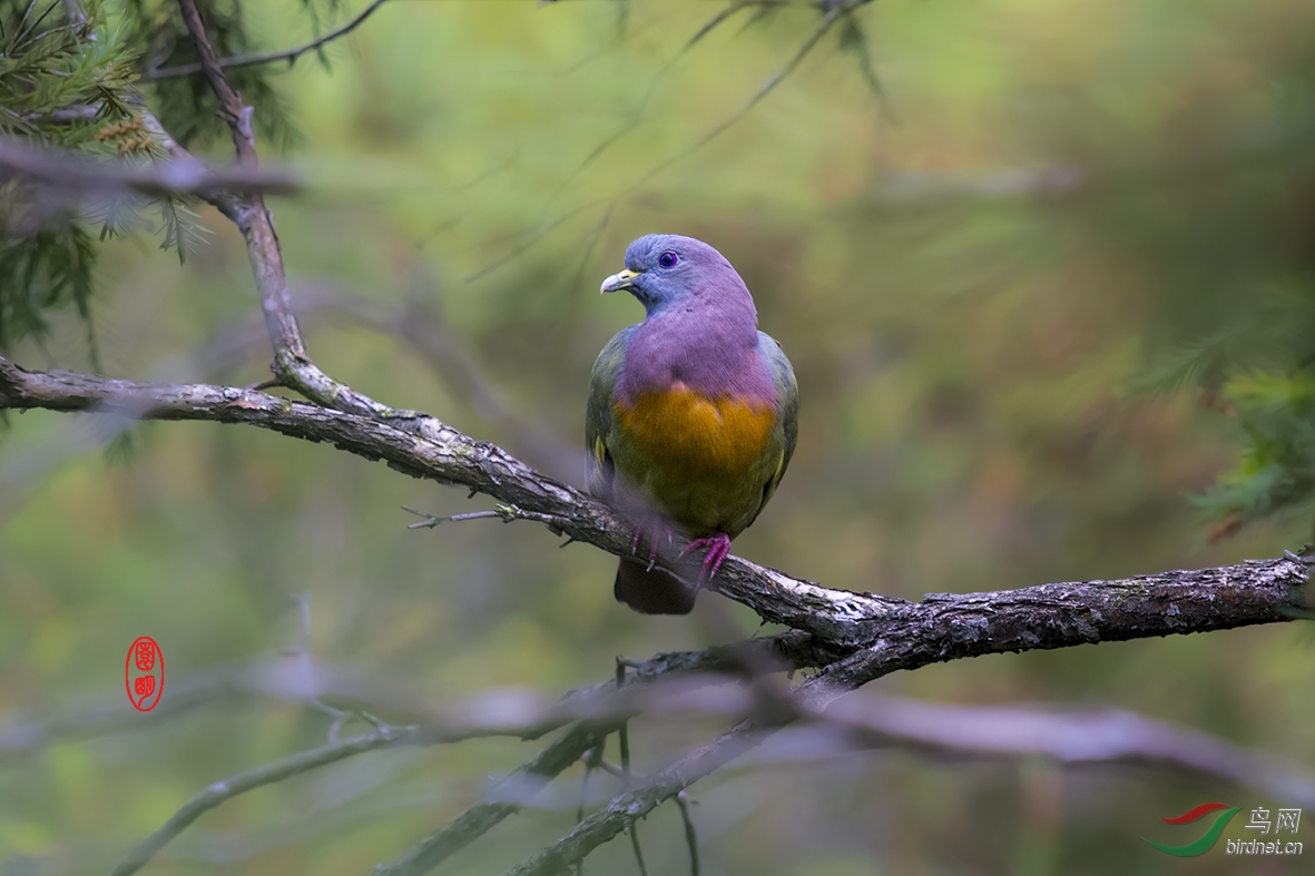 新加坡拍鸟红颈绿鸠