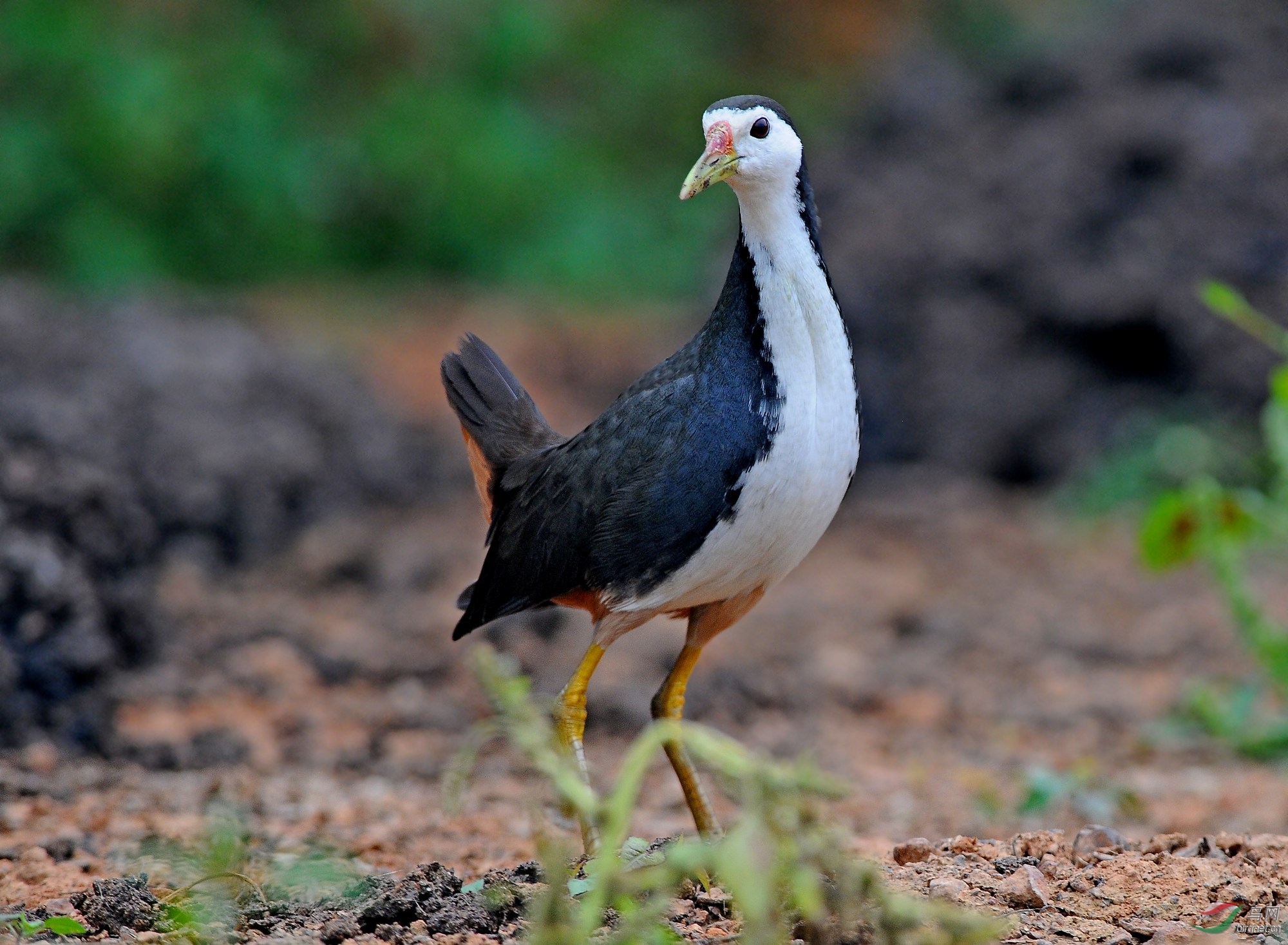 大榕树下的精灵白胸秧鸡