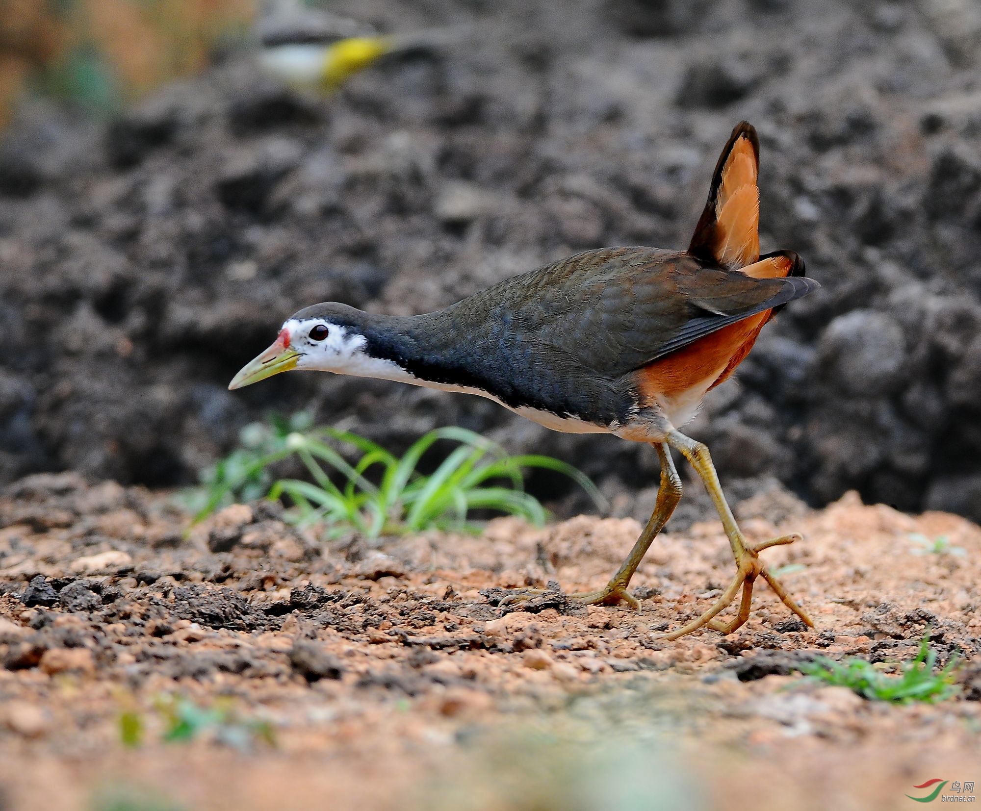 大榕树下的精灵白胸秧鸡