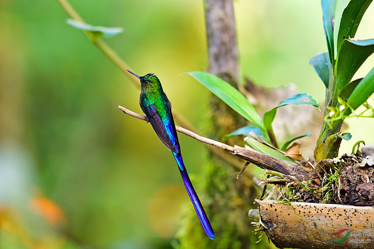 非长勿扰:长尾蜂鸟有趣的择偶标准