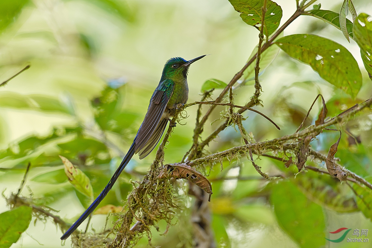 非长勿扰:长尾蜂鸟有趣的择偶标准