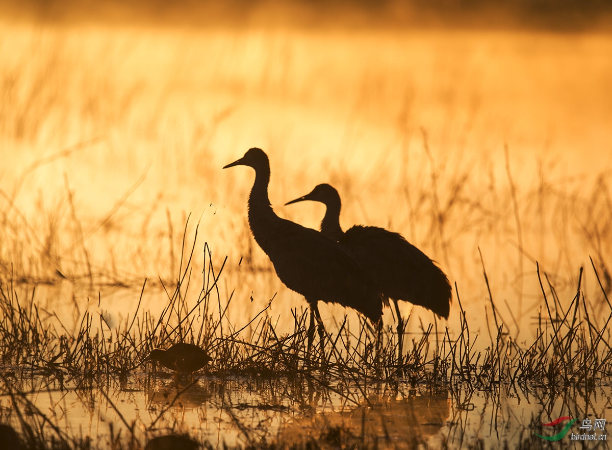 沙丘鹤首发新墨西哥州的沙丘鹤sandhillcrane