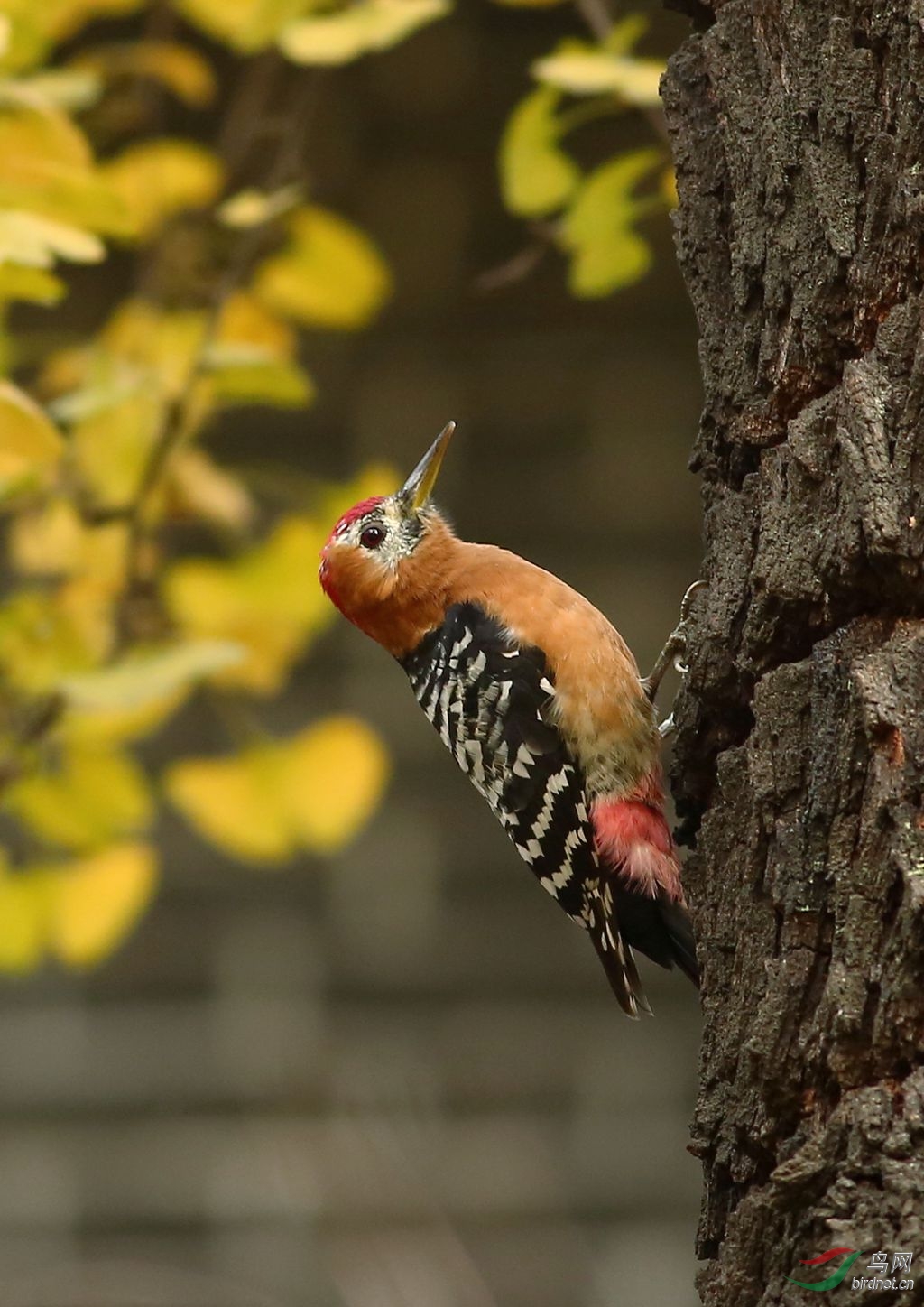 桂林啄木鸟图片