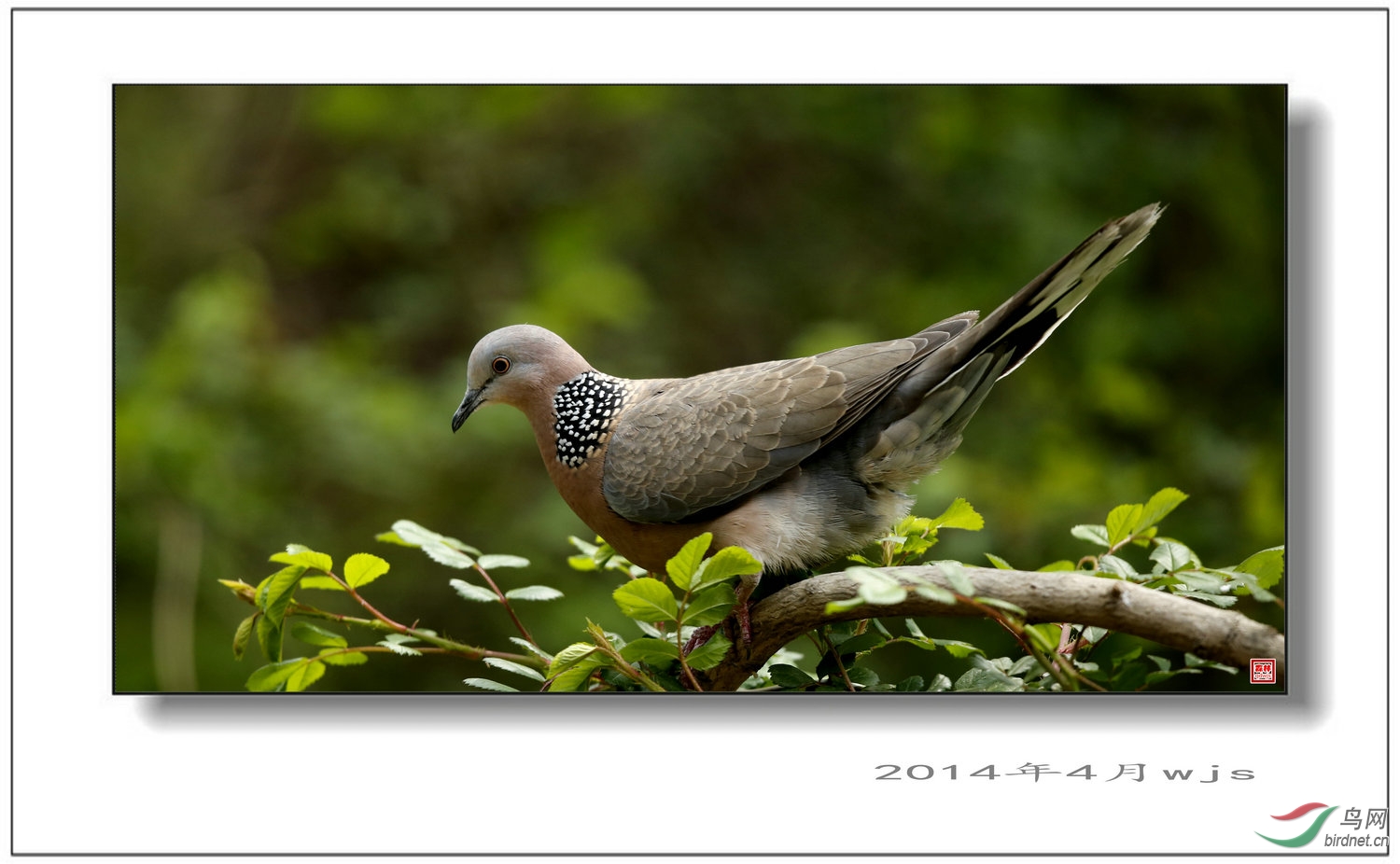 珠頸斑鳩