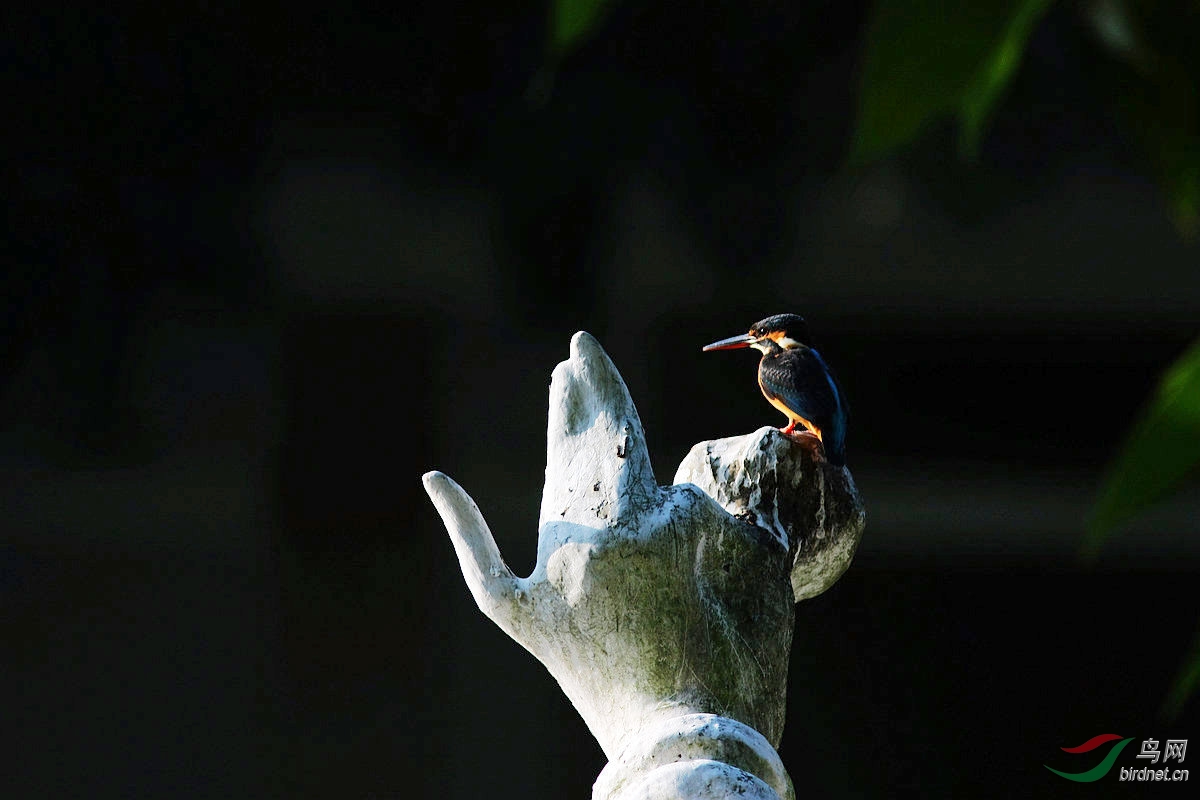百花女神拈花指上的翠鸟