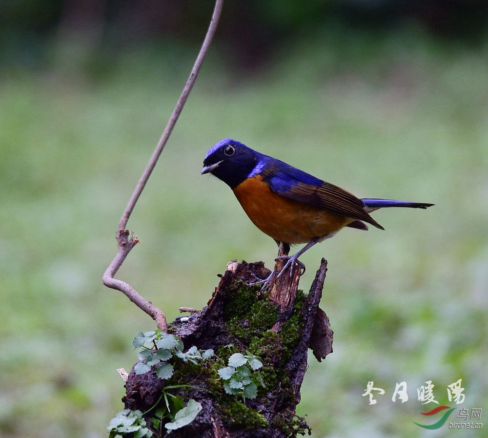 (棕腹蓝仙鹟)棕腹蓝仙鹟