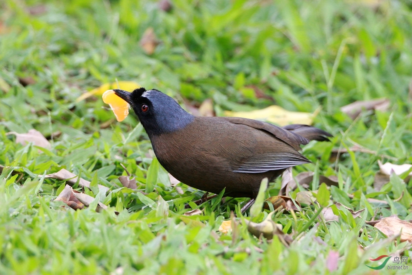 黑喉噪鹛海南亚种