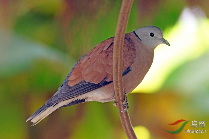 请教,这是哪种鸠鸽?