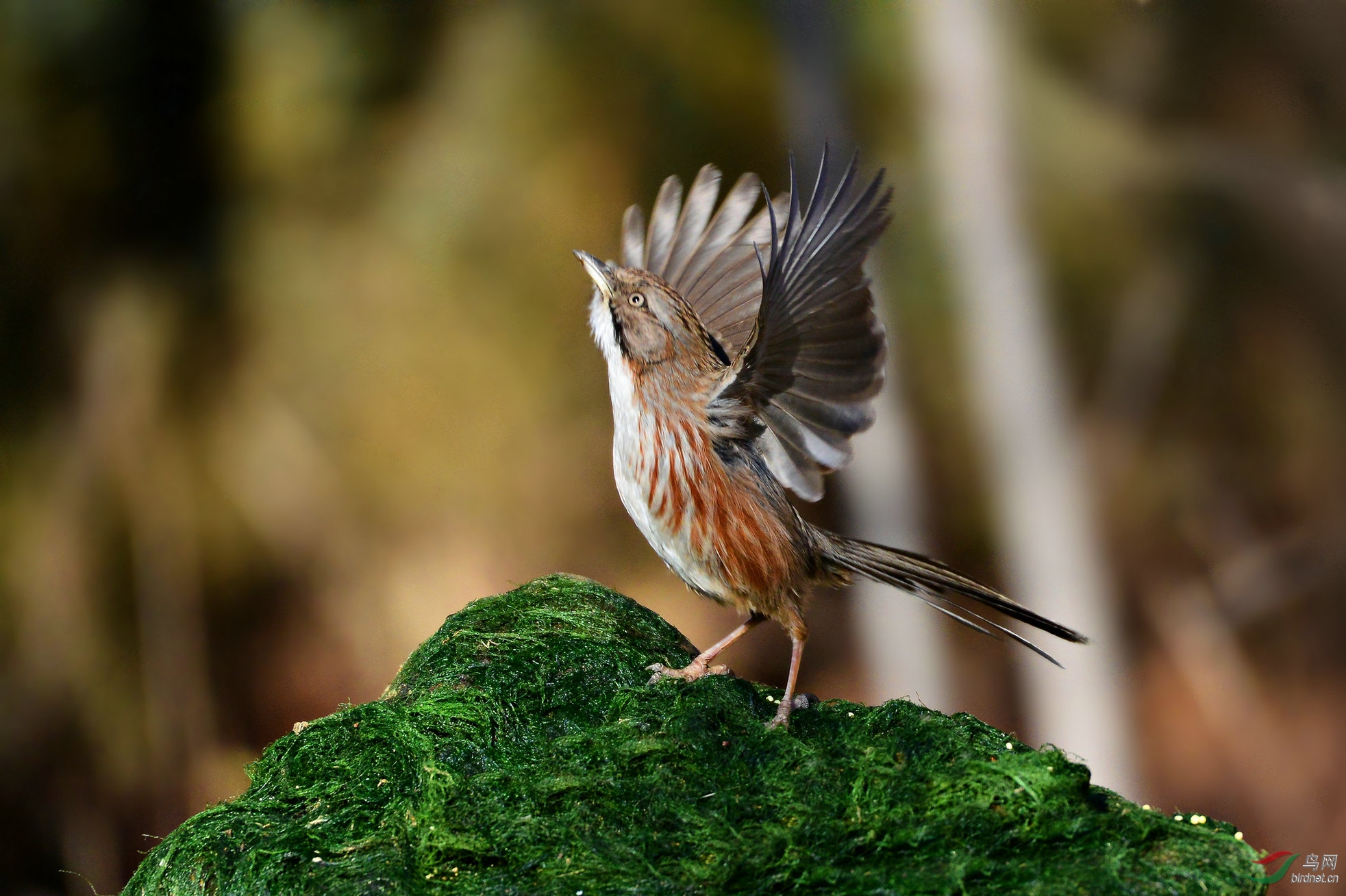 在大风中觅食的山鶥