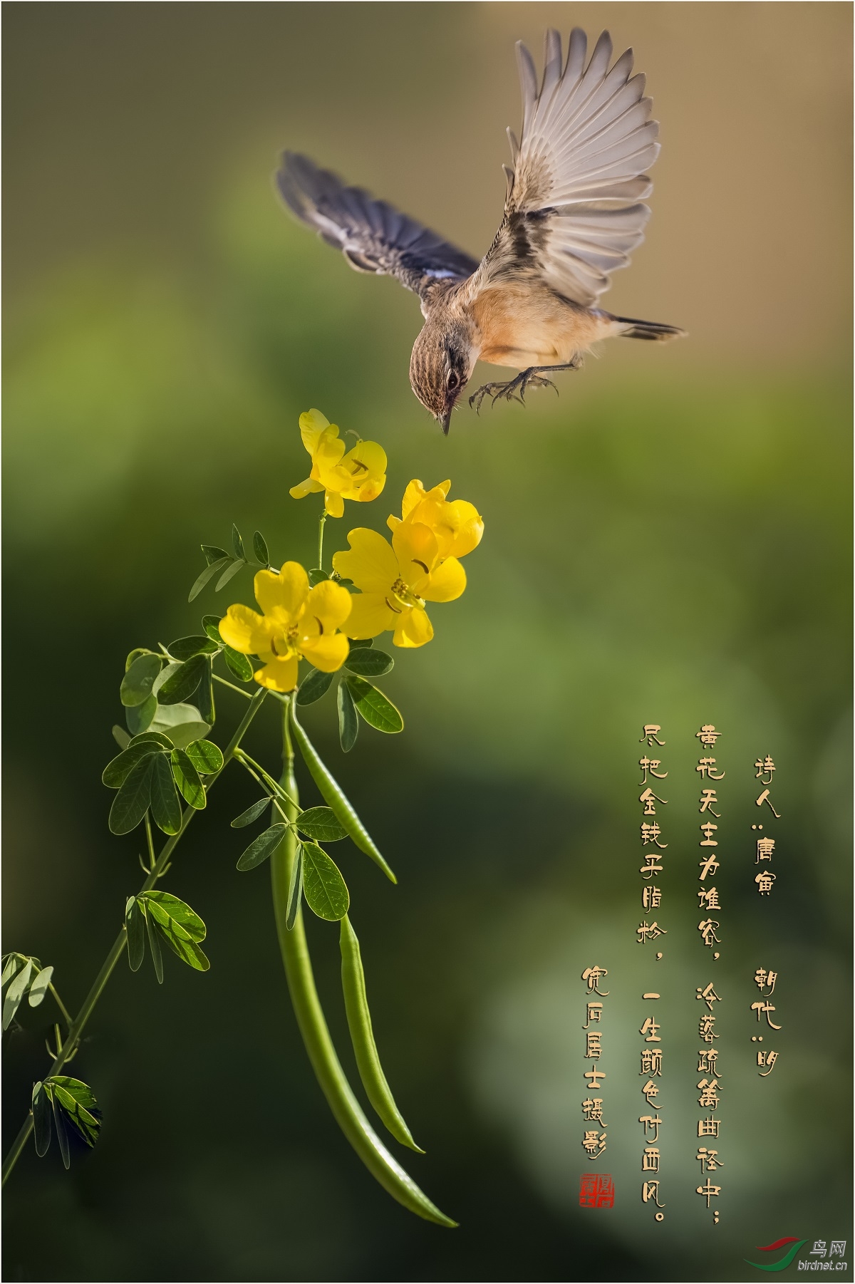 鸟比黄花瘦 广东版 guangdong 鸟网