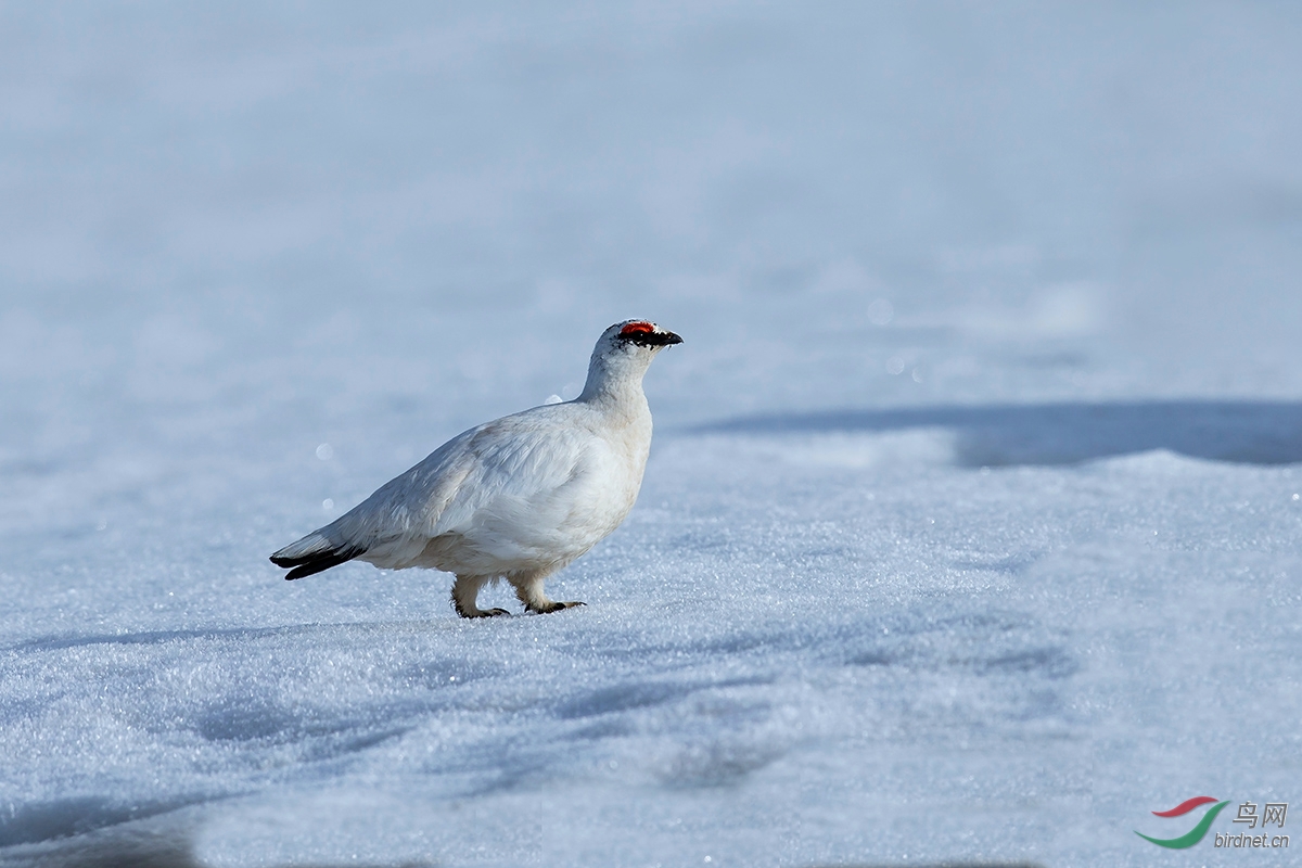 岩雷鸟春天的岩雷鸟