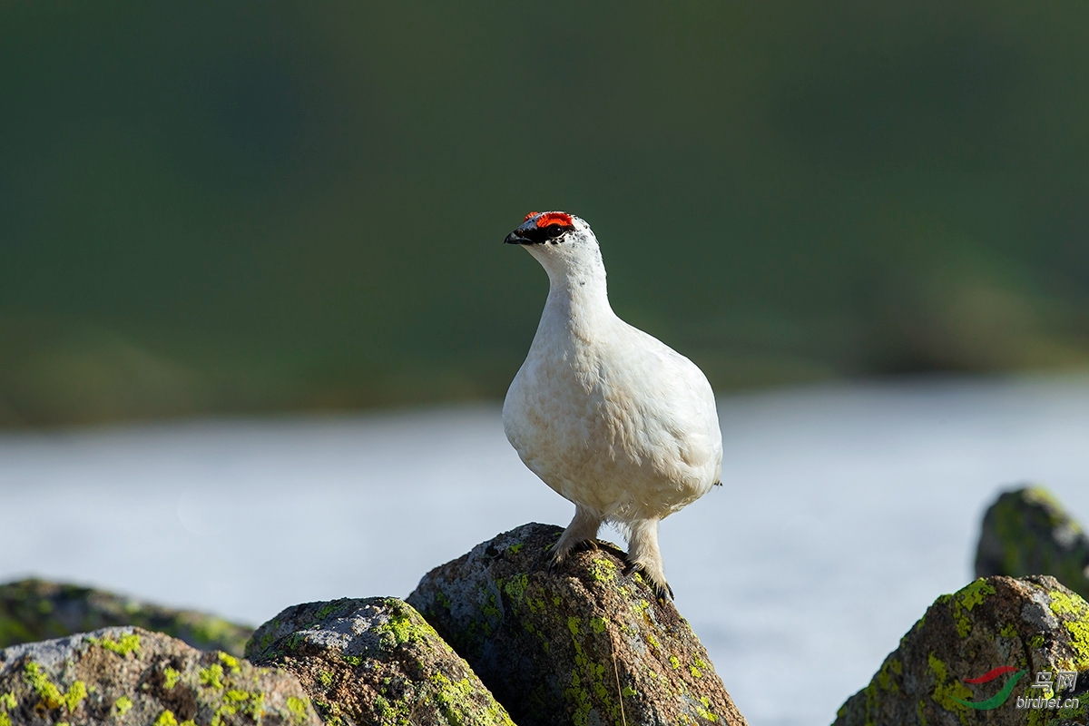 岩雷鸟春天的岩雷鸟