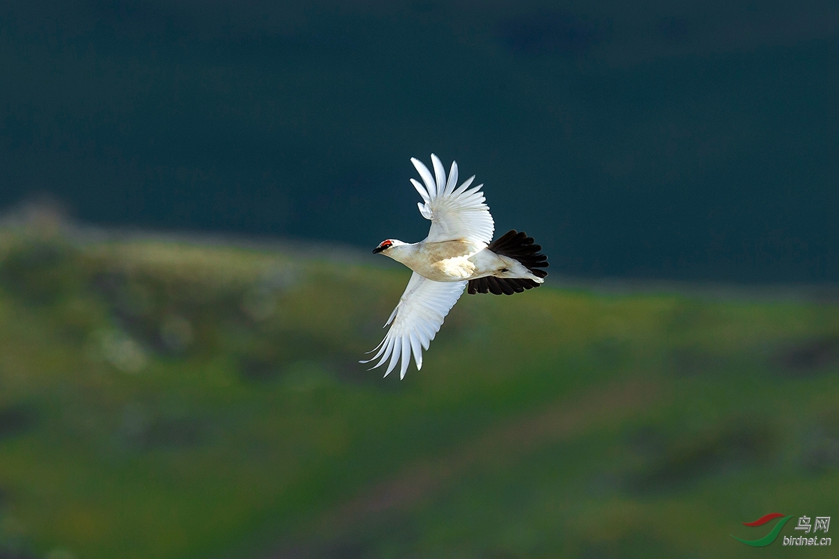 岩雷鸟春天的岩雷鸟