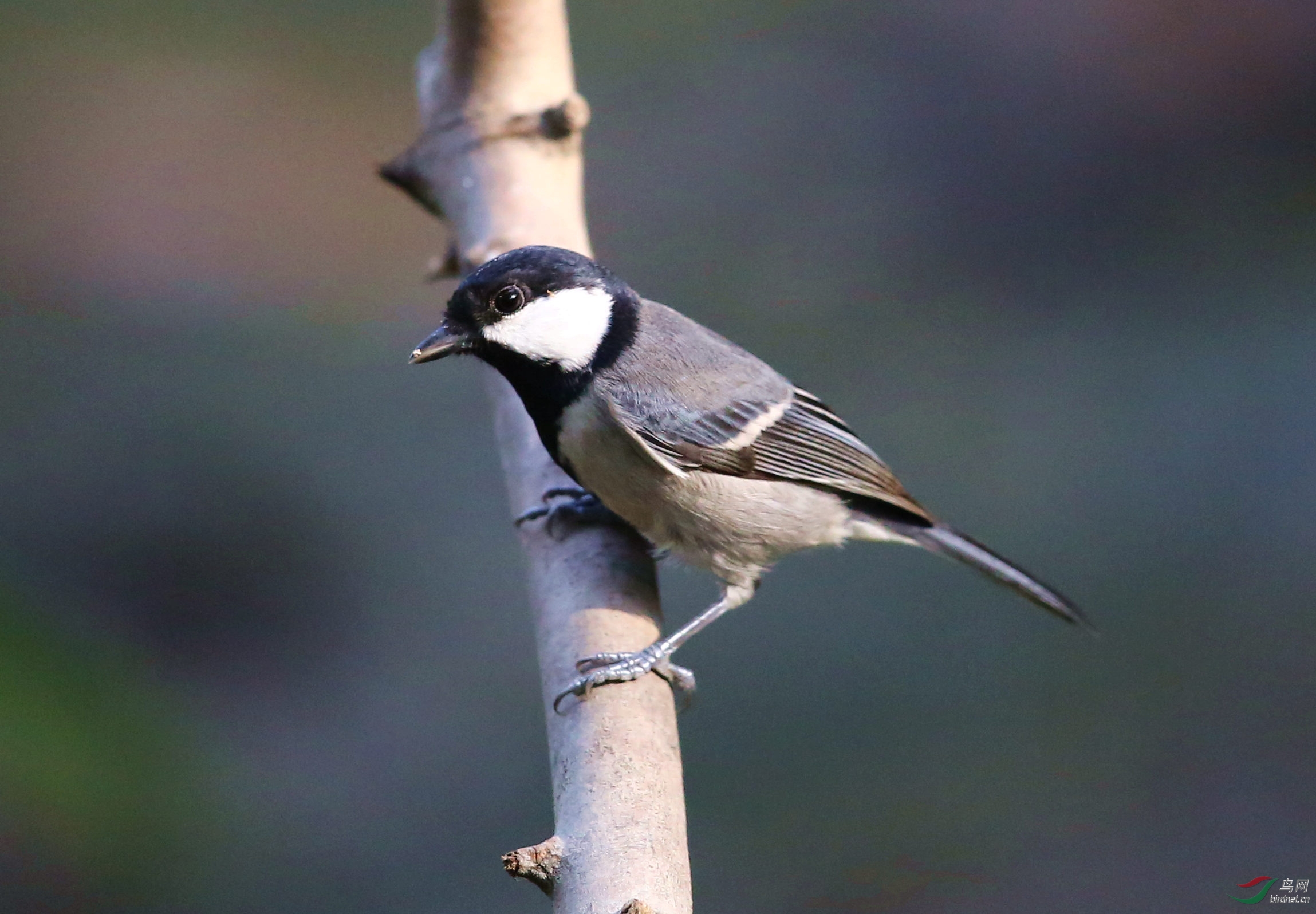 FF2A0966_����.jpg