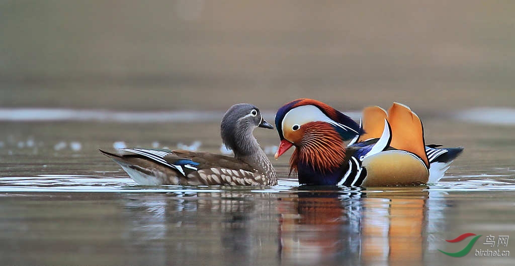 相亲与相爱…………相敬如宾