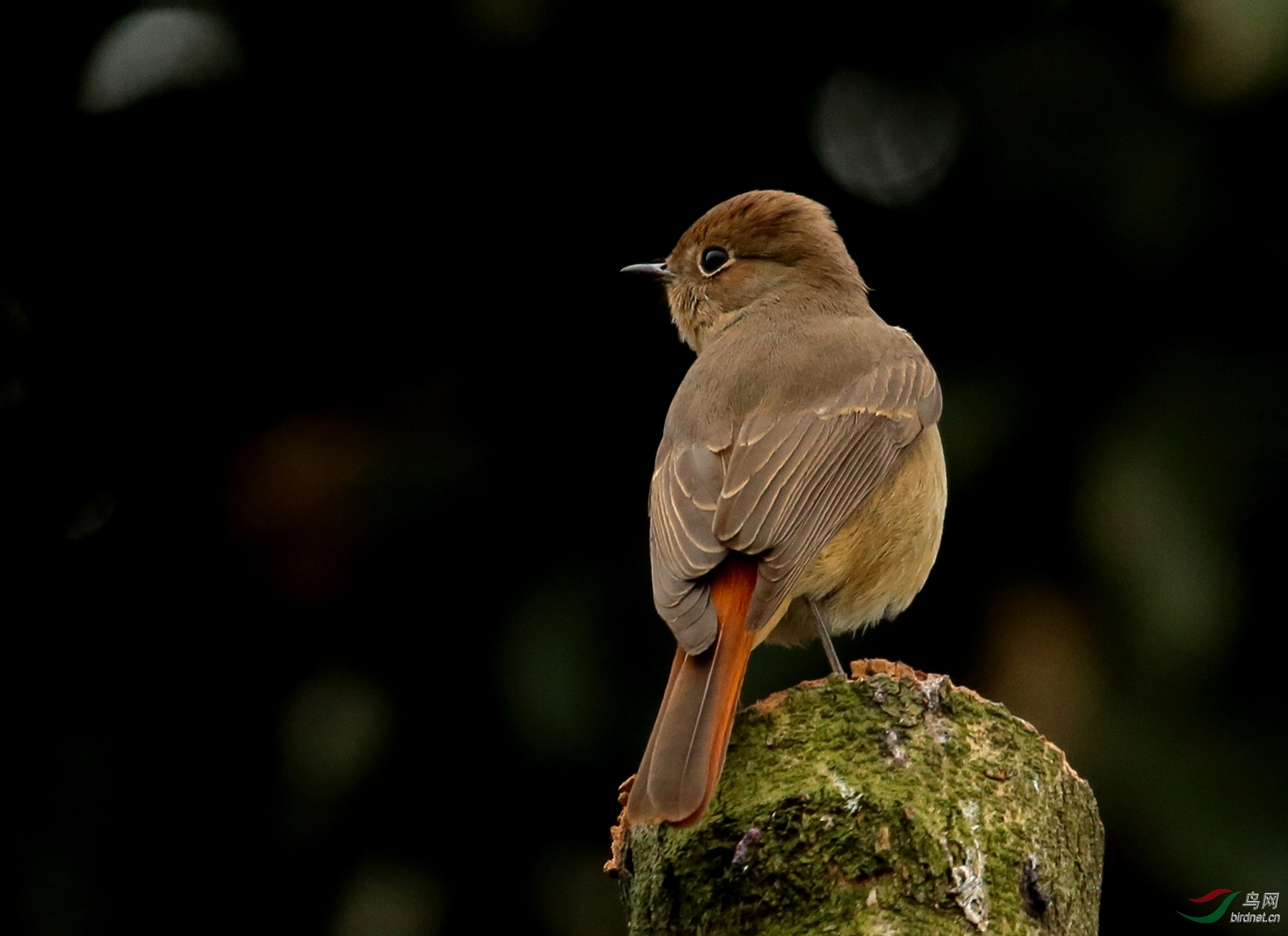黑喉红尾鸲雌鸟?