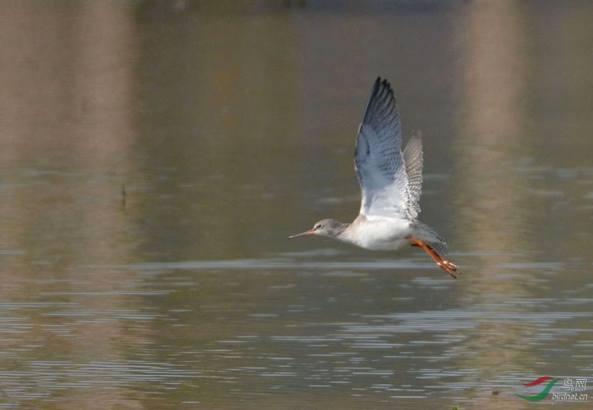 DSC_7794_flt.jpg