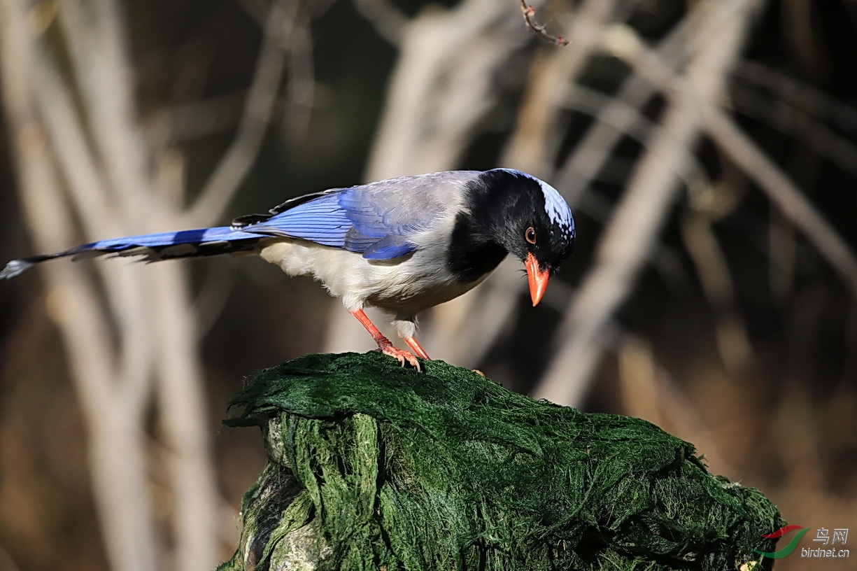 红嘴蓝鹊抢镜