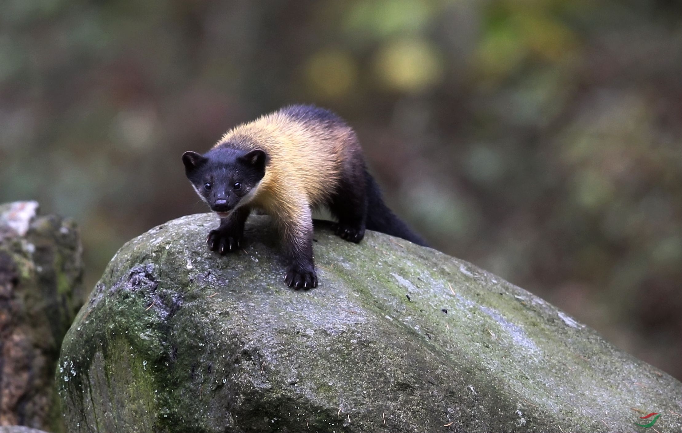 记录黄喉貂周末快乐