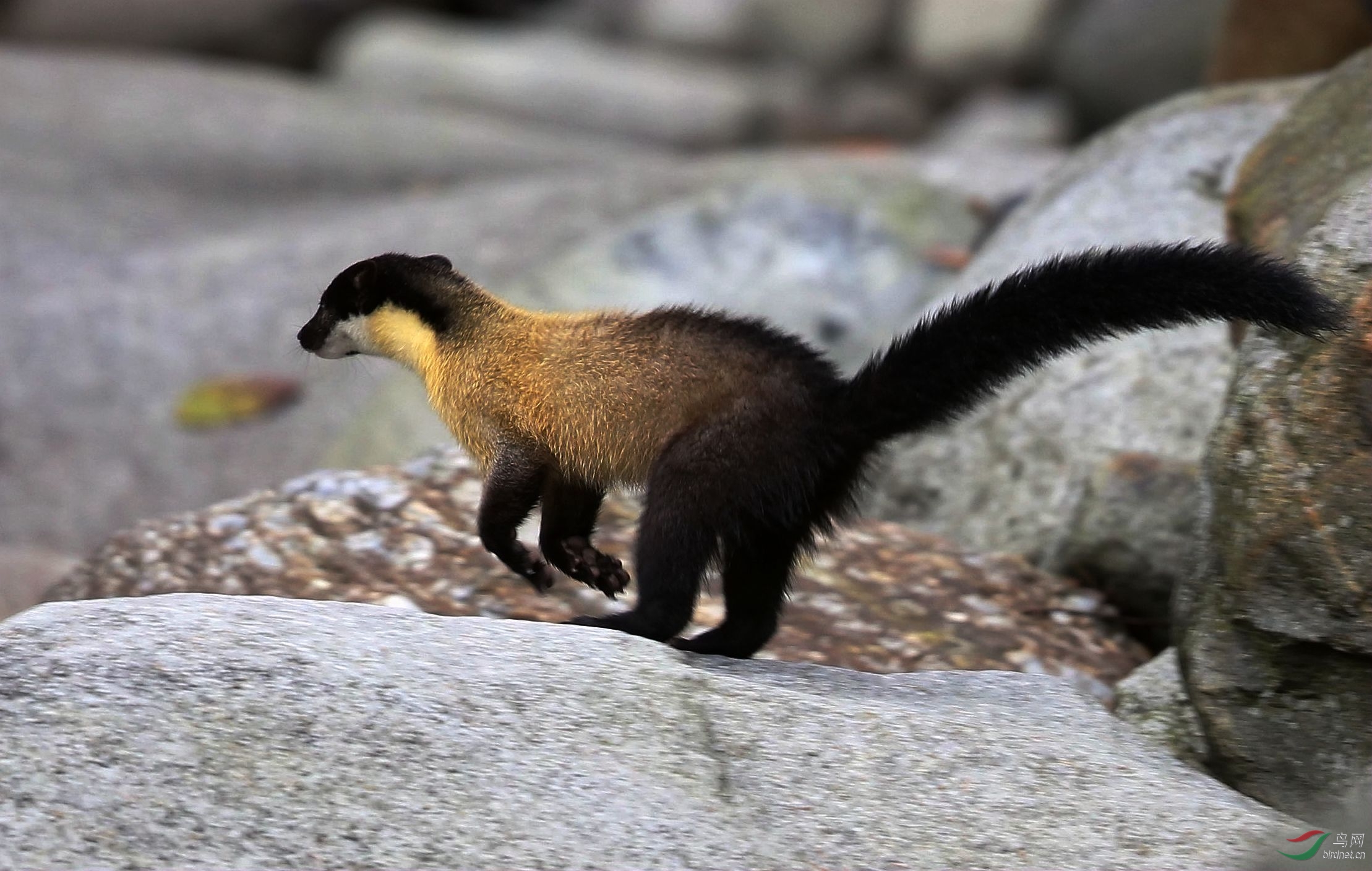 记录黄喉貂周末快乐