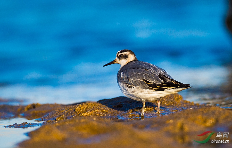(灰瓣蹼鹬)一组灰瓣蹼鹬