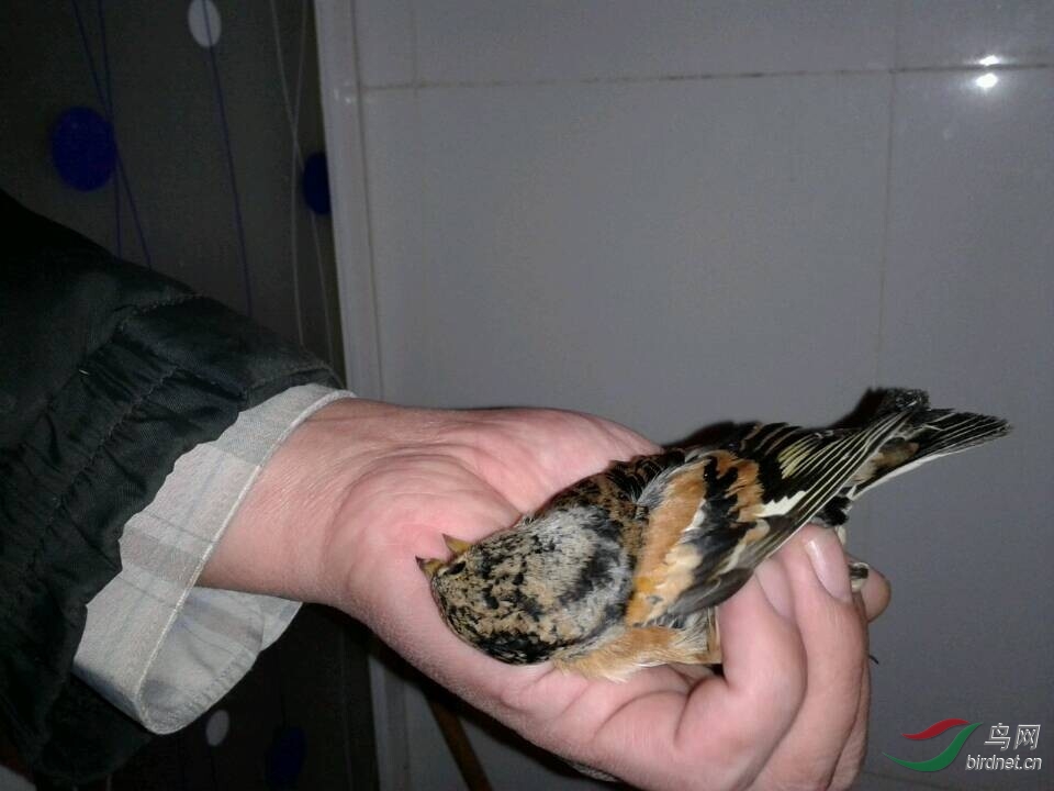 求教这是什么鸟本地叫虎皮求学名